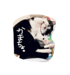 しまろんとちゃこ（個別スタンプ：8）