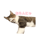 はなちゃん＊＊（個別スタンプ：1）
