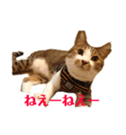 はなちゃん＊＊（個別スタンプ：8）