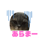 猫0808（個別スタンプ：1）