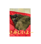 猫0808（個別スタンプ：6）
