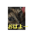 猫0808（個別スタンプ：7）