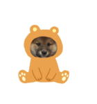 SHIBA-Fuku（個別スタンプ：1）