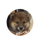 SHIBA-Fuku（個別スタンプ：2）