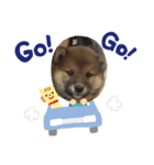 SHIBA-Fuku（個別スタンプ：3）