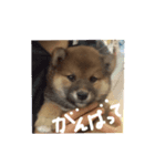 SHIBA-Fuku（個別スタンプ：4）