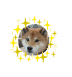 SHIBA-Fuku（個別スタンプ：6）