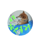 SHIBA-Fuku（個別スタンプ：7）