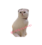 スコティッシュフォールド  拓（個別スタンプ：2）