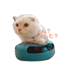 スコティッシュフォールド  拓（個別スタンプ：3）