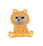 スコティッシュフォールド  拓（個別スタンプ：4）