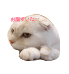 スコティッシュフォールド  拓（個別スタンプ：6）