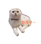 スコティッシュフォールド  拓（個別スタンプ：7）