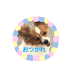 ぱぴちゃん2（個別スタンプ：5）
