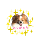 ぱぴちゃん2（個別スタンプ：6）