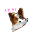 パピヨンのマック（個別スタンプ：2）