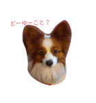 パピヨンのマック（個別スタンプ：8）