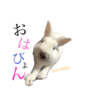 うさぎのririくん  2（個別スタンプ：1）