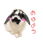 うさぎの日常使えるスタンプ（個別スタンプ：1）