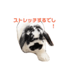 うさぎの日常使えるスタンプ（個別スタンプ：2）
