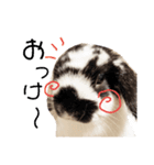 うさぎの日常使えるスタンプ（個別スタンプ：3）
