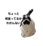 うさぎの日常使えるスタンプ（個別スタンプ：4）