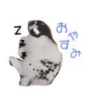 うさぎの日常使えるスタンプ（個別スタンプ：8）