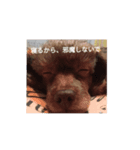 いぬがぞう（個別スタンプ：1）