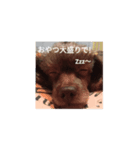 いぬがぞう（個別スタンプ：2）