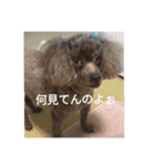 いぬがぞう（個別スタンプ：3）