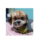 いぬがぞう（個別スタンプ：7）