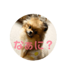 ポメラニアンのあんず（個別スタンプ：2）