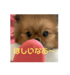ポメラニアンのあんず（個別スタンプ：4）