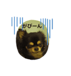 ブラックタンチワワ（個別スタンプ：2）