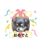 ブラックタンチワワ（個別スタンプ：3）