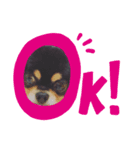 ブラックタンチワワ（個別スタンプ：7）