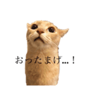 アビシニアンもどき（個別スタンプ：2）