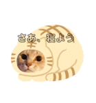 アビシニアンもどき（個別スタンプ：6）