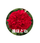 実写 花とよく使うメッセージ（個別スタンプ：2）