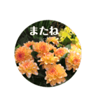 実写 花とよく使うメッセージ（個別スタンプ：4）