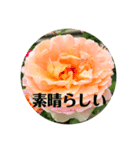 実写 花とよく使うメッセージ（個別スタンプ：6）