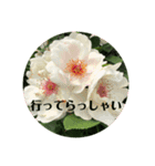 実写 花とよく使うメッセージ（個別スタンプ：8）