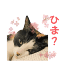 三毛猫まめの1日（個別スタンプ：1）