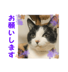 三毛猫まめの1日（個別スタンプ：5）