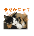 三毛猫まめの1日（個別スタンプ：6）