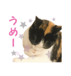 三毛猫まめの1日（個別スタンプ：7）
