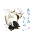三毛猫まめの1日（個別スタンプ：8）