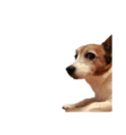 @ジャックラッセルテリア（個別スタンプ：1）