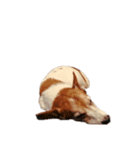 @ジャックラッセルテリア（個別スタンプ：2）