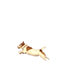 @ジャックラッセルテリア（個別スタンプ：3）